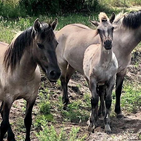 B&B De Konik Bourtange Luaran gambar