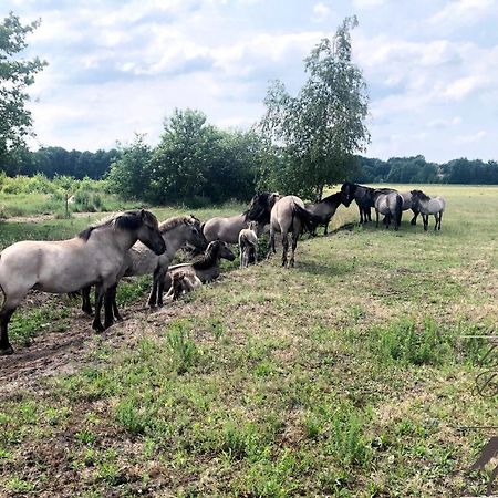 B&B De Konik Bourtange Luaran gambar